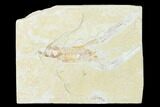 Cretaceous Lobster (Pseudostacus) Fossil - Lebanon #146930-1